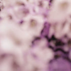 The Florist 室內擴香 200mL